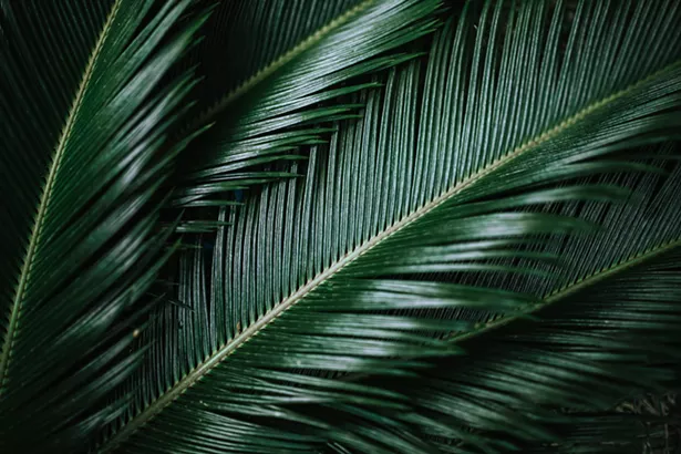 dance_with_plants_blueprint.jpg