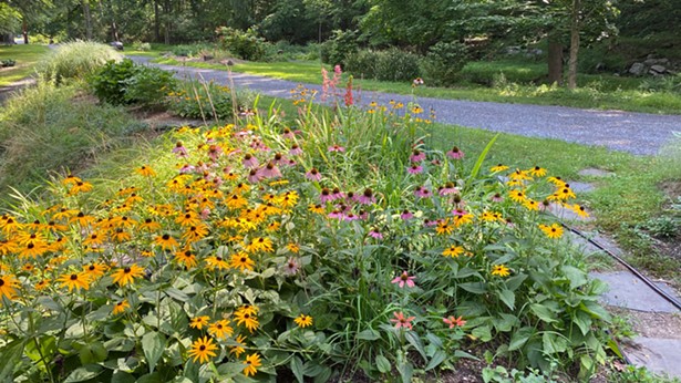 Native plants like Echinacea and Black-eyed Susans are both beautiful and support local insect and bird populations - IMAGE COURTESY OF HUDSON VALLEY NATIVE LANDSCAPING