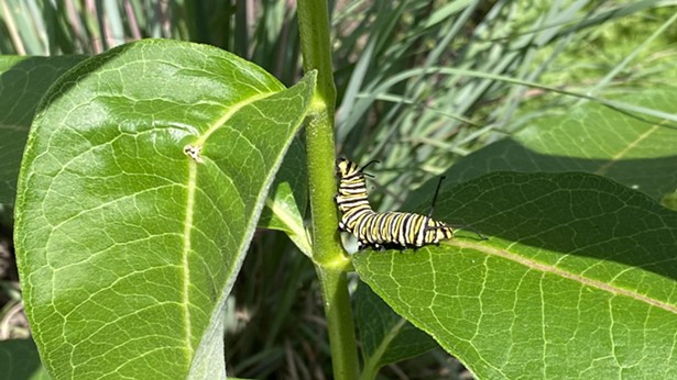 Monarch larvae bite off the mid rib of the milkweed leaf, stopping the flow of sticky sap. Then it can eat as much of the leaf as it wants. They will attach their chrysalis on other nearby plants or trees so that predators have a harder time finding them. - IMAGE COURTESY OF HUDSON VALLEY NATIVE LANDSCAPING