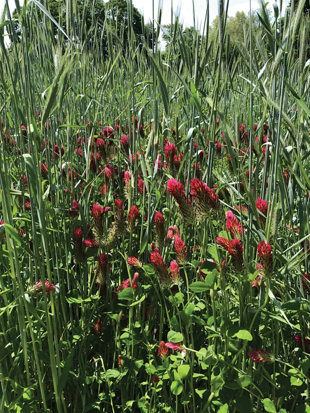 Ceremony winter rye and crimson clover growing at Plan Bee Brewery in Poughkeepsie.