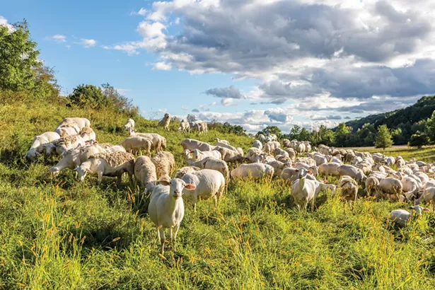 The flock of white Dorper sheep enjoying a pasture at Lime Kiln Farm. “I’m a nurturer by nature,” explains Brent Zimmerman, who comes from a family of dairy farmers. “If you don’t like animals, I don’t think farming is for you. They don’t speak English; you have to figure out what they want, when they want it and how they want it. It can be very frustrating. But I think I would die without my animals. My goal is always to give them a very good life.” - WINONA BARTON-BALLENTINE