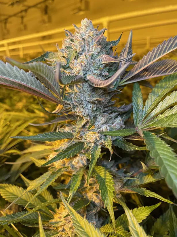 Pictured: MassMosa by Smash Hits Cannabis - IMAGE COURTESY OF CANNA PROVISIONS