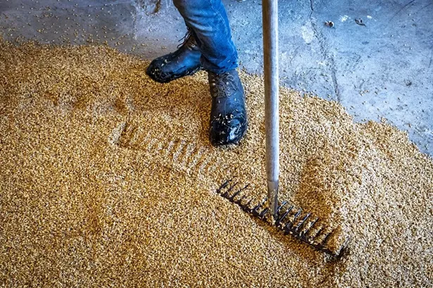 Subversive uses the time-intensive, old-world technique of floor malting, which requires the grain to be hand-turned two to three times a day.
