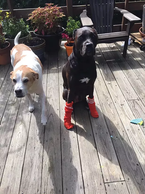 Two wild animals: Shazam and Clancy.