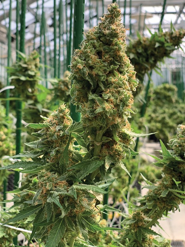 Marijuana flower at Etain's growing facility in Chestertown. Currently licensed in New York to grow and sell medical marijuana, Etain is well positioned to enter the recreational cannabis market.