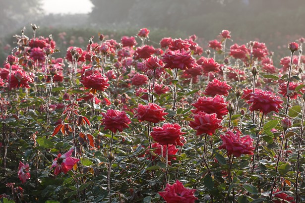 Field of Roses, Don Burkett