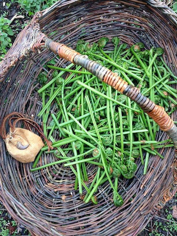 A basket of freshly foraged fiddlehead ferns - IMAGES COURTESY OF JOE BLEVIS