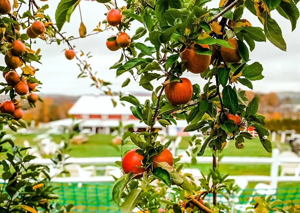 IMAGES COURTESY OF PENNINGS FARM