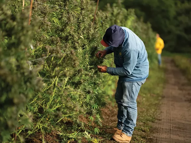 A worker readying one of the 38,000 marijuana plants at Hepworth Farms in Milton for harvest. - PHOTO BY PETER FREED/HEPWORTH AG