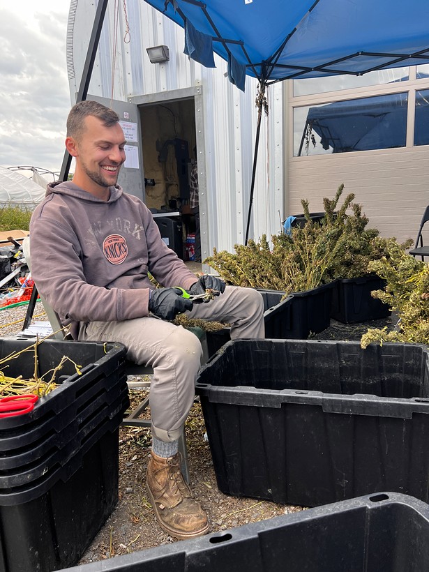 Matt Haering, a farmer at Claverack Creek Farm, bucks a branch of cannabis, preparing it for an industrial trimmer. - PHOTO BY NOAH ECKSTEIN