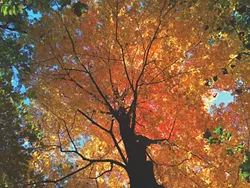 Maple tree, Kingston Rotary Park, October 26 - BRIAN K. MAHONEY