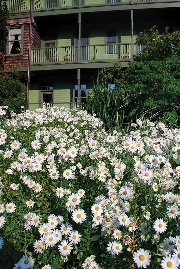 Hungarian Daisies - LARRY DECKER
