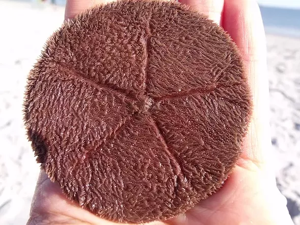 Live sand dollar. - AMANDA PAINTER