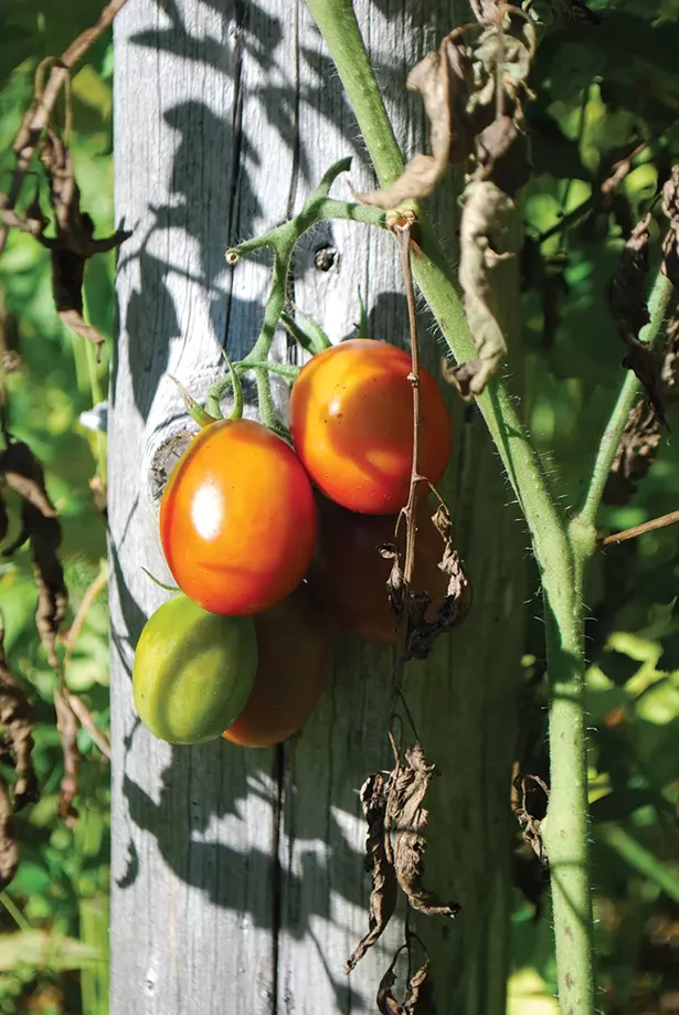 Tomato - LARRY DECKER