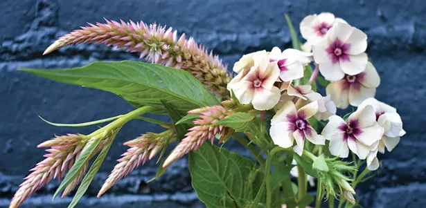 Celosias (left) and phlox (right) are sturdy cut flower plants that are easy to grow. - LARRY DECKER
