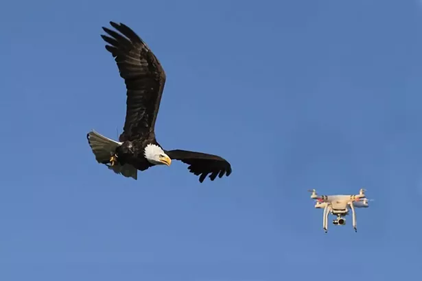 wyws_eagle-vs-drone.jpg