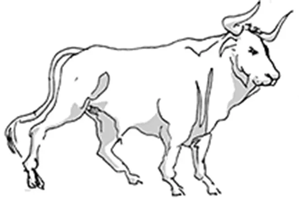 taurus.jpg