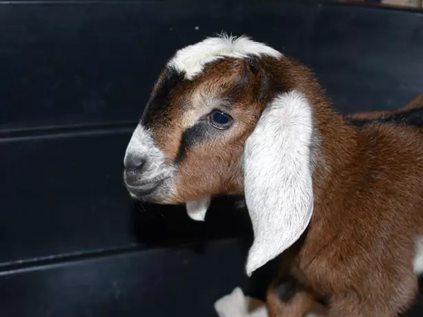 harlem_valley_spring_farm_day.jpg
