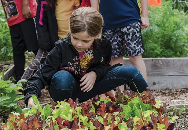 A student at Sargent Elementary School in Beacon harvests lettuce from the school garden, planted as part of a Hudson Valley Seed program. - MEGHAN SPIRO / HUDSON VALLEY SEED