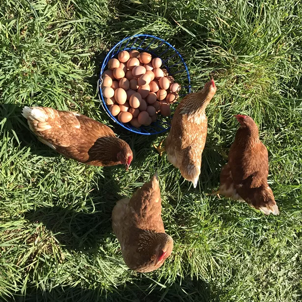 ladies_and_their_bounty_alison_delaney_bringing_in_the_harvest.jpg