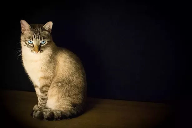cat-2590467_960_720.jpg