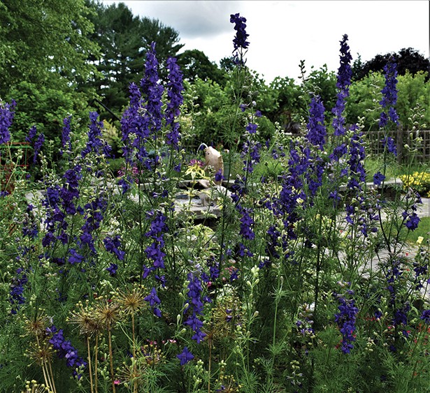 Peeking through delphiniums, ornamental onions, and variegated spider flowers. - LARRY DECKER