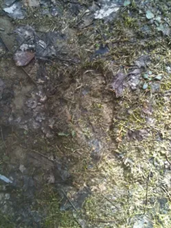 bigfoot_track.jpg