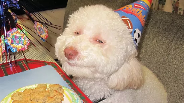wyws_1492631497526-stoned-dog.jpg