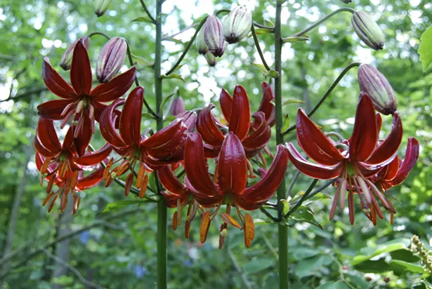 Real gems like Lilium martagon ‘Claude Shride’ can add an extra moment to a mixed ground cover planting. - PHOTO BY MARGARET ROACH