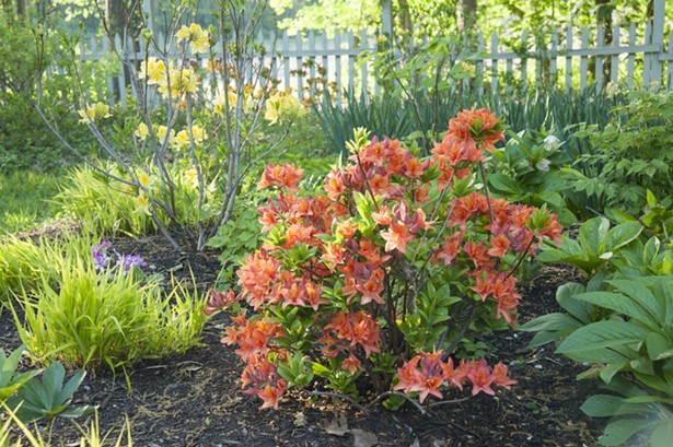 Spring is not all pastels if you add deciduous azaleas in fiery flower colors. - PHOTO BY MARGARET ROACH