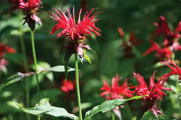 The hummingbird’s long beak and tongue are tailor made for the Red Bergamot, a popular native flower that also attracts butterflies. - PHOTO: DAVE LAGE