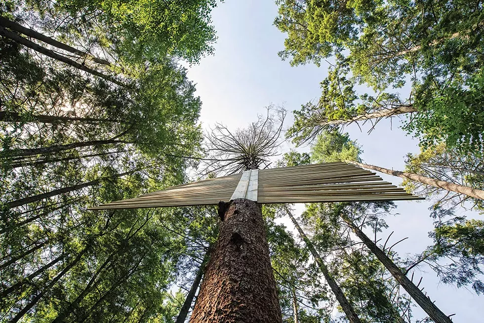Rouse. Hemlock, steel connectors. A storm-damaged hemlock reconfigured to reflect trees’ tendencies to send out warning signals when sensing danger. - PHOTO: KARI GIORDANO