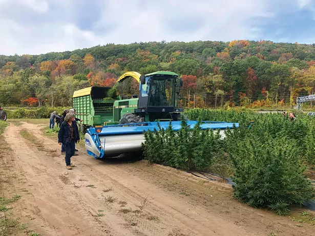 Amy Hepworth of Hempire State Growers and her crew harvesting hemp. - PHOTO: GERRY GRECO
