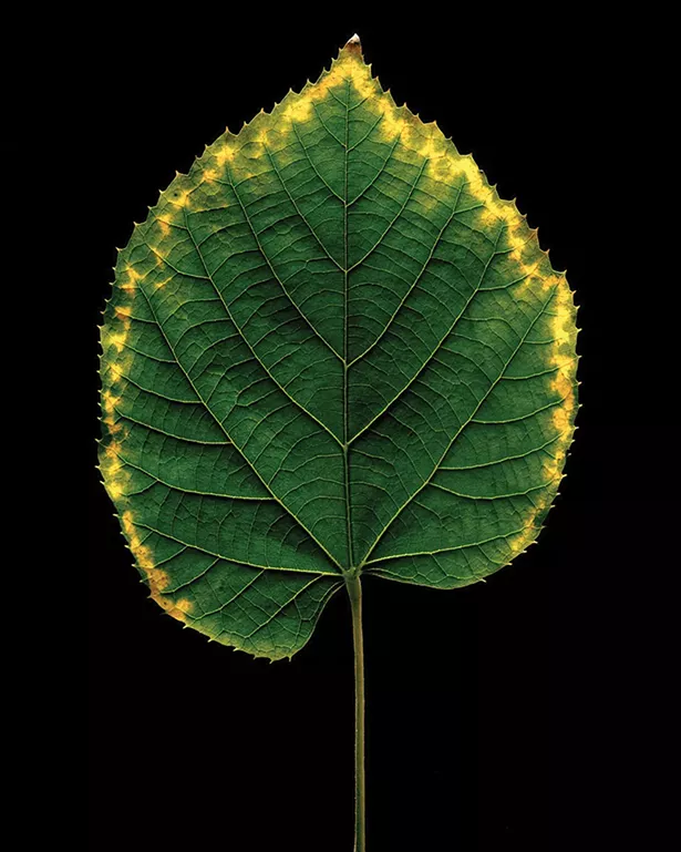 Fall, a photograph by Christopher Griffith, part of Lightfield Arts “Photo + Synthesis” exhibition at Hudson Hall.