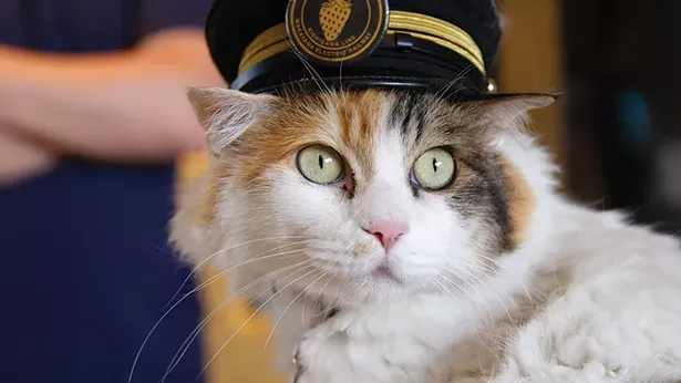 One of the stars of Cat Nation, screening as - part of the 2020 New York Cat Film Festival.