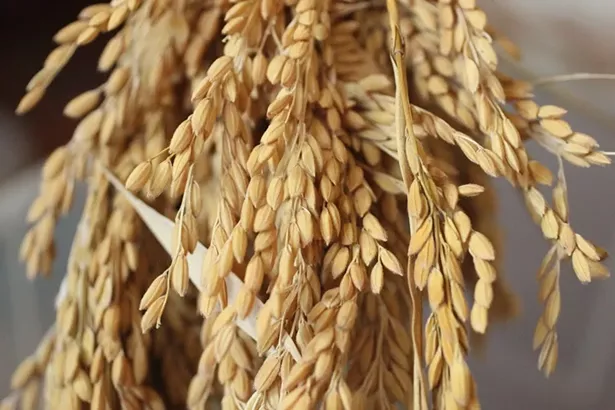 COURTESY OF EVER-GROWING FARM