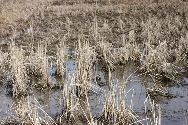 COURTESY OF EVER-GROWING FARM