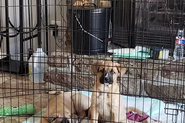 Fur-Get Me Not: The Woman Who Can&rsquo;t Stop Saving Dogs