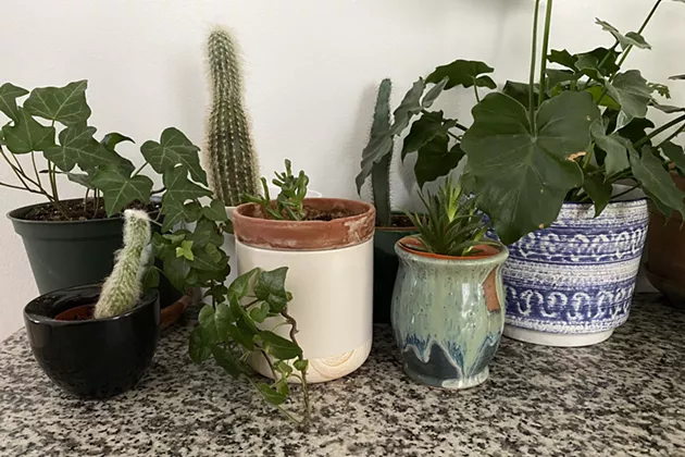 7 Boutique Plant Shops for All You Indoor Gardeners