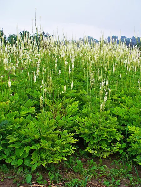 Black cohosh in bloom