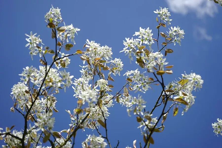 Shadblow serviceberry in bloom