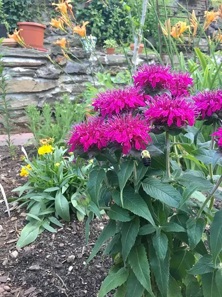 Monarda, or bee balm, planted in a garden
