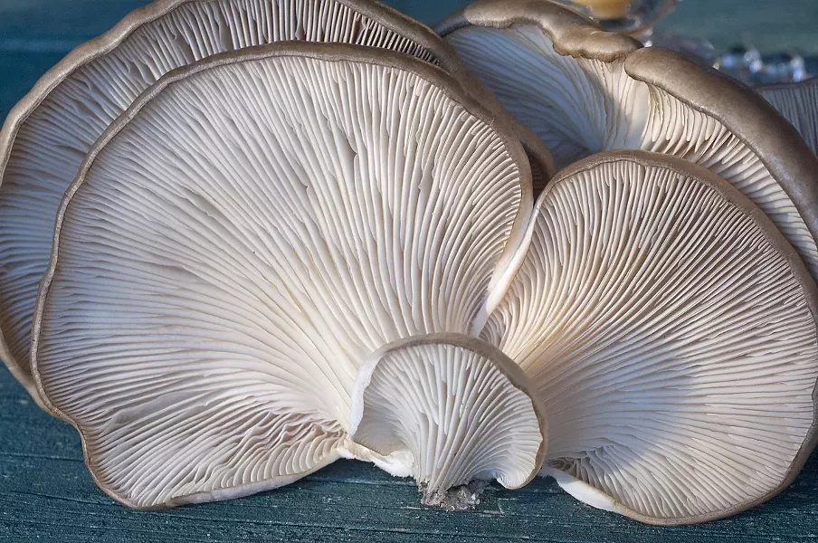 Oyster mushrooms