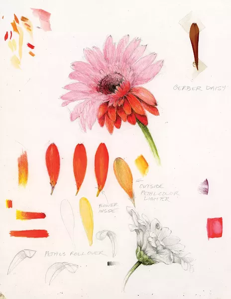 Illustration from Wendy Hollender's The Joy of Botanical Drawing.