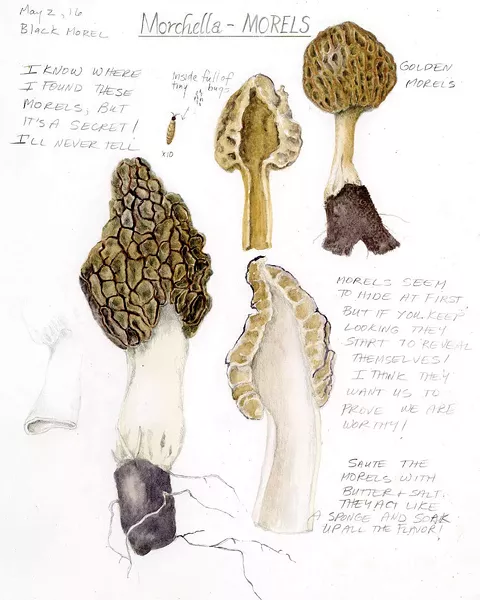 Illustration from Wendy Hollender's The Joy of Botanical Drawing.