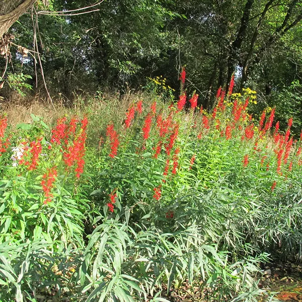 lobelia_cardinalis.jpg