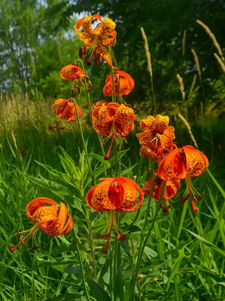 turk_s_cap_lily.jpg