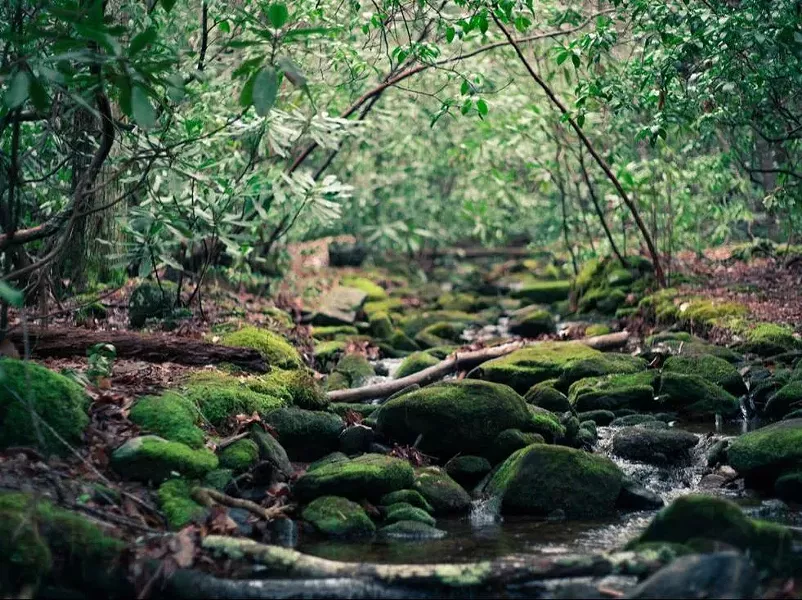 solstice-image-path-in-the-woods.jpg