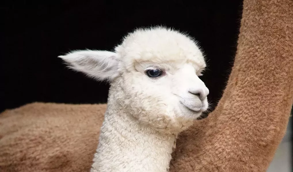 COURTESY OF FLUFF ALPACA