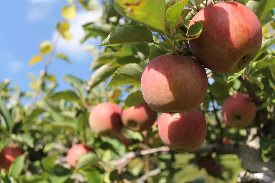 apple-tree-nature-grass-branch-growth-650613-pxhere.com.jpg